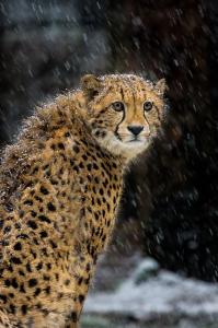 Dieren - Cheetah in de sneeuw